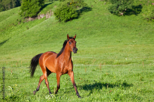 Arab racer runs on a green summer meadow on sunny day