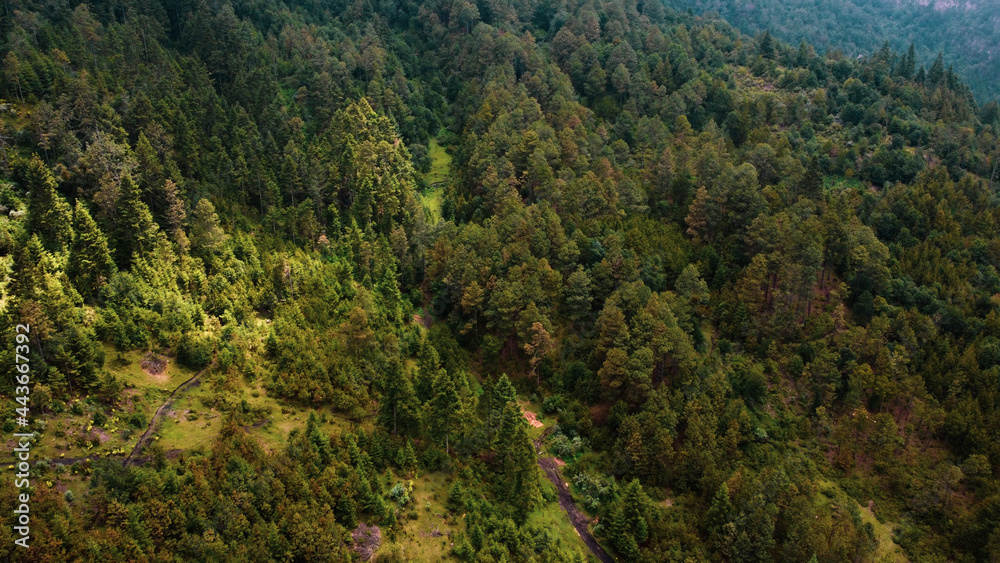 bosques de Pinus hartwegii, Abies sp en limites de altitud de 3,000 metros sobre el nivel del mar. 