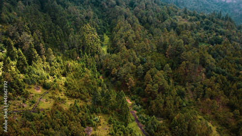 bosques de Pinus hartwegii  Abies sp en limites de altitud de 3 000 metros sobre el nivel del mar. 
