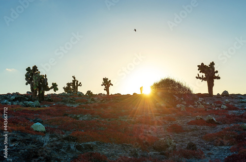 South Plaza island sunset with opuntia cactus and flying brown pelican silhouette, Galapagos national park, Ecuador. photo