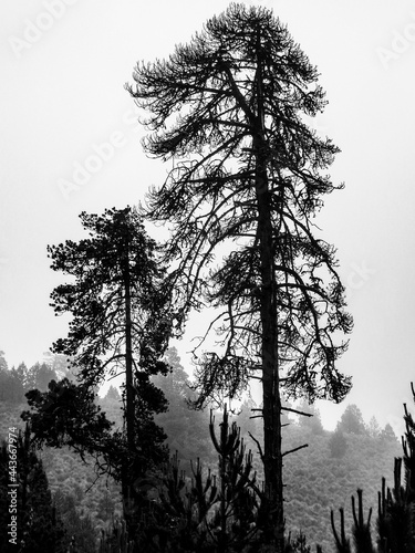 Un arbol de gran altura de la especie Pinus hartwegii en la montaña