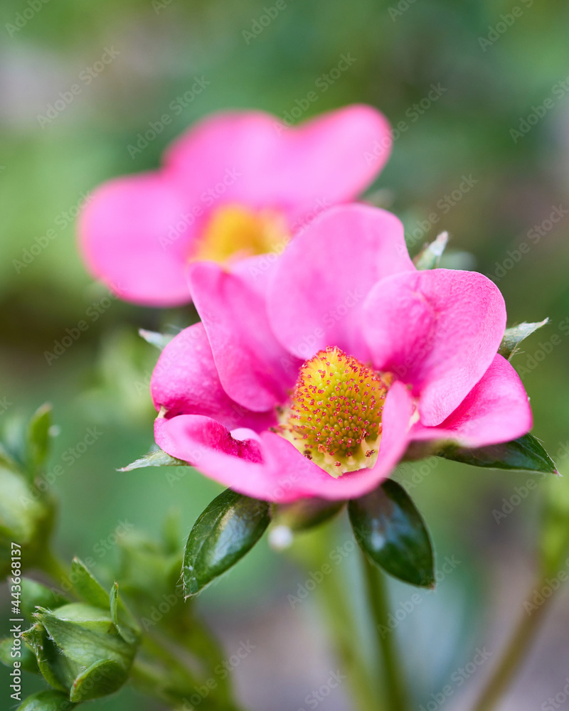 Strawberry plant with pink flower, close up detail. Shallow depth of focus. Strawberry plant with pink flower, close up detail. Shallow depth of focus.