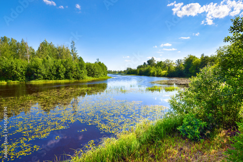 Rural landscape by the river, nature in summer