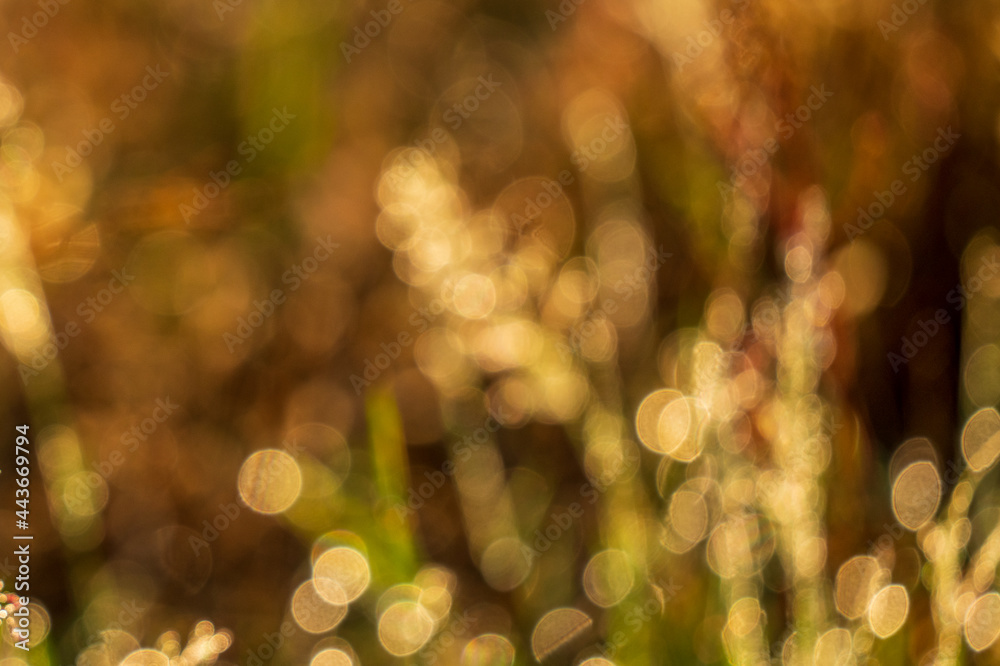 Obraz premium Blurred bokeh background from the forest
