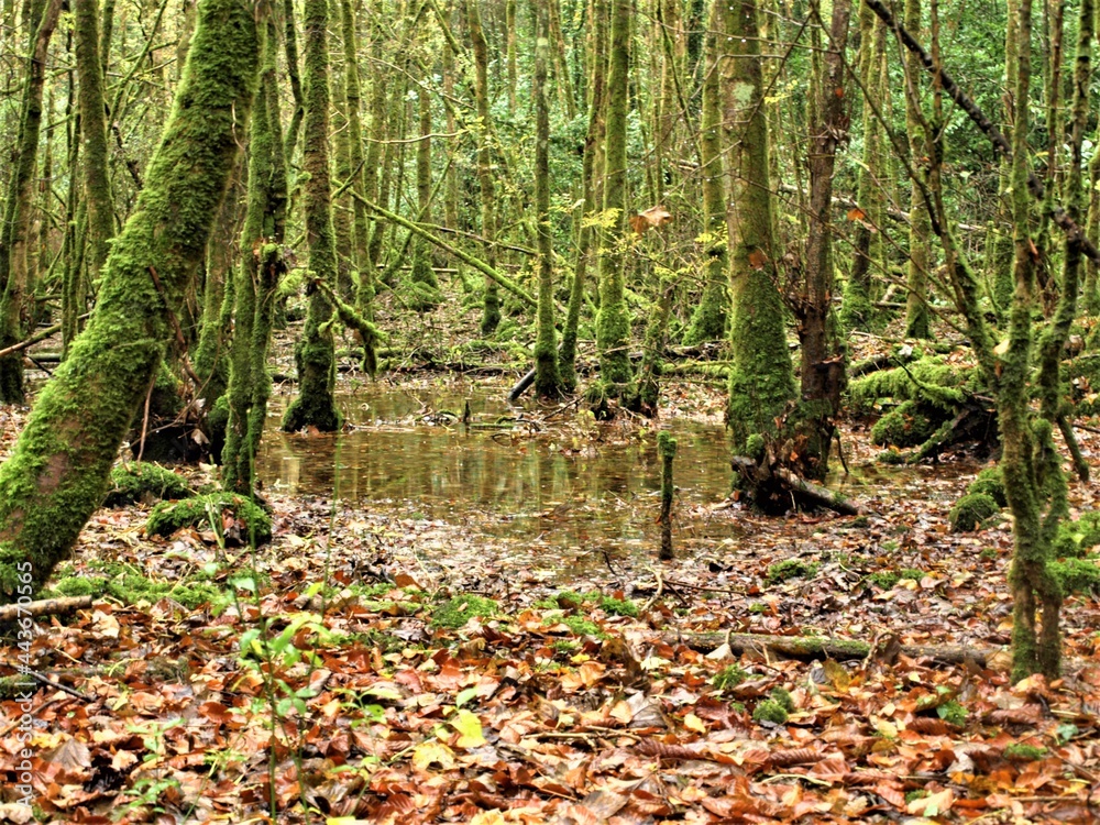 forêt forêt