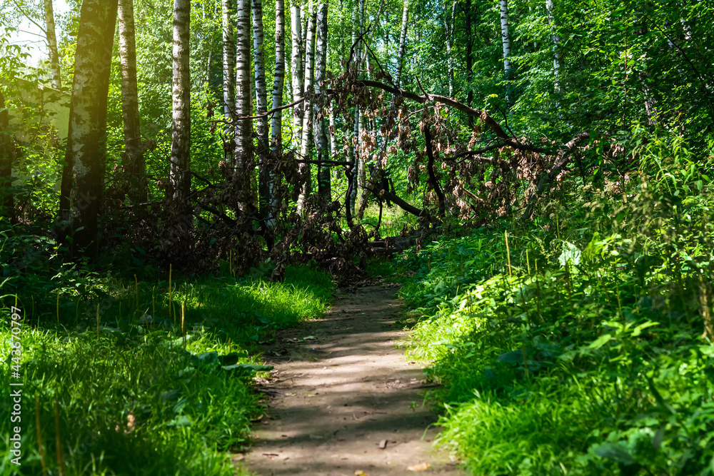 Obraz premium An old tree fell down by a hurricane on a forest path.