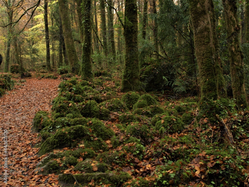 Fototapeta premium forêt