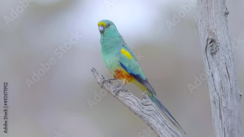 a slow motion close up of a mulga parrot in a tree at gluepot reserve in south australia- conformed from 120p photo