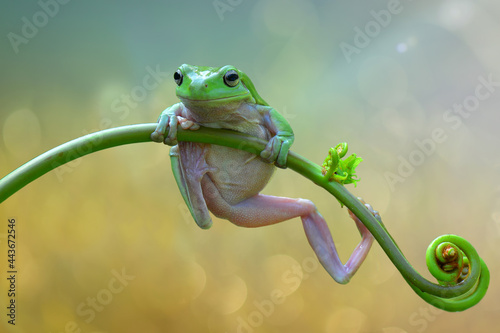 Принти на полотні green frog on a leaf