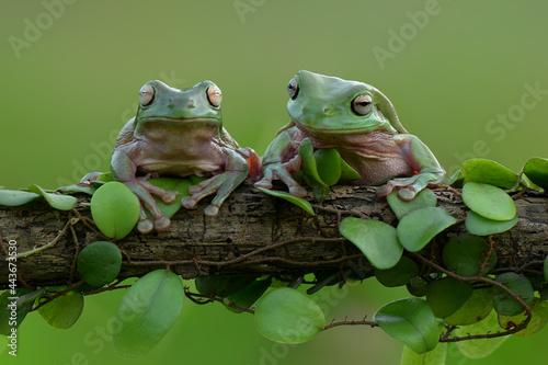 green tree frog