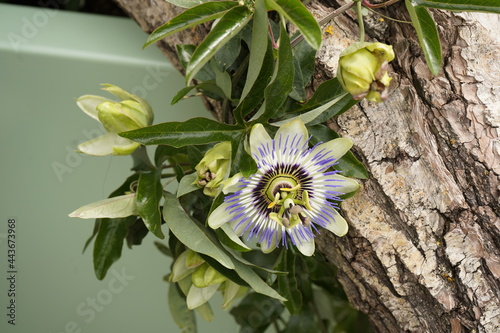 Passiflora edulis  flower, Passifloraceae family. Amazon, Brazil photo