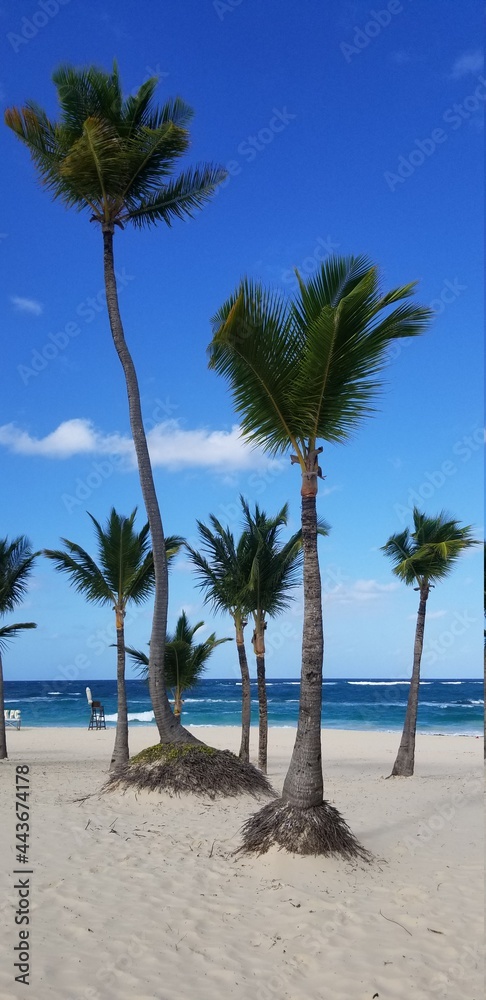 Palm trees on the shore of the beach and beautiful blue sky. Punta Cana, Dominican Republic.