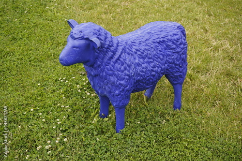 Blue sheep on a green meadow.  photo