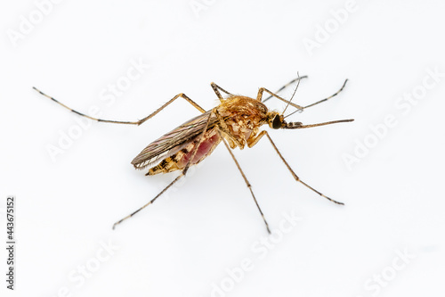 Dangerous Zika Infected Mosquito on White Wall. Leishmaniasis, Encephalitis, Yellow Fever, Dengue, Malaria Disease, Mayaro or Zika Virus Infectious Culex Mosquito Parasite Insect Macro. © nechaevkon