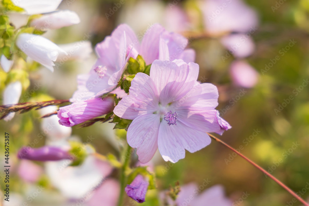 Musk Mallow, pink wildflower close-up Musk Mallow, pink wildflower close-up