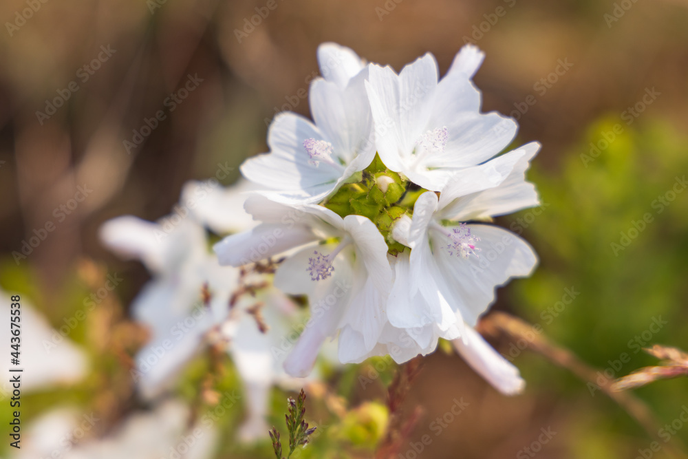 Musk Mallow, white wildflower close-up Musk Mallow, white wildflower close-up