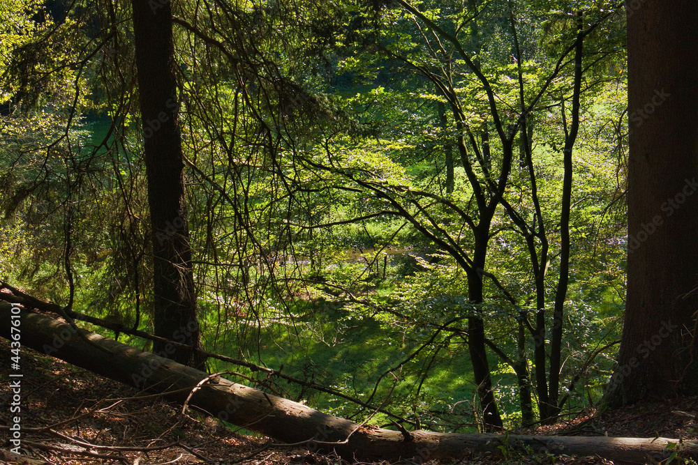 Obraz premium Blick durch Bäume auf sonnige Waldlichtung, grünes Laub im Sommerlicht, Nationalpark Sächsische Schweiz, Elbsandsteingebirge, Landkreis Sächsische Schweiz-Osterzgebirge, Sachsen, Deutschland
