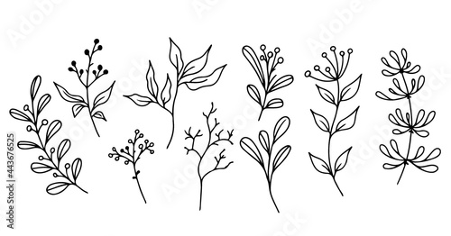 Set of hand-drawn floral elements,doodle plants and branches on a white background. Sketchy elements of design. Vector doodle illustrations.