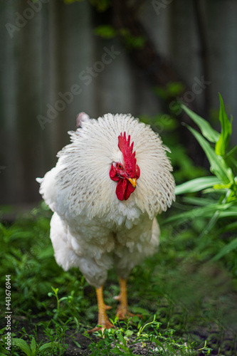 White rooster in the grass.