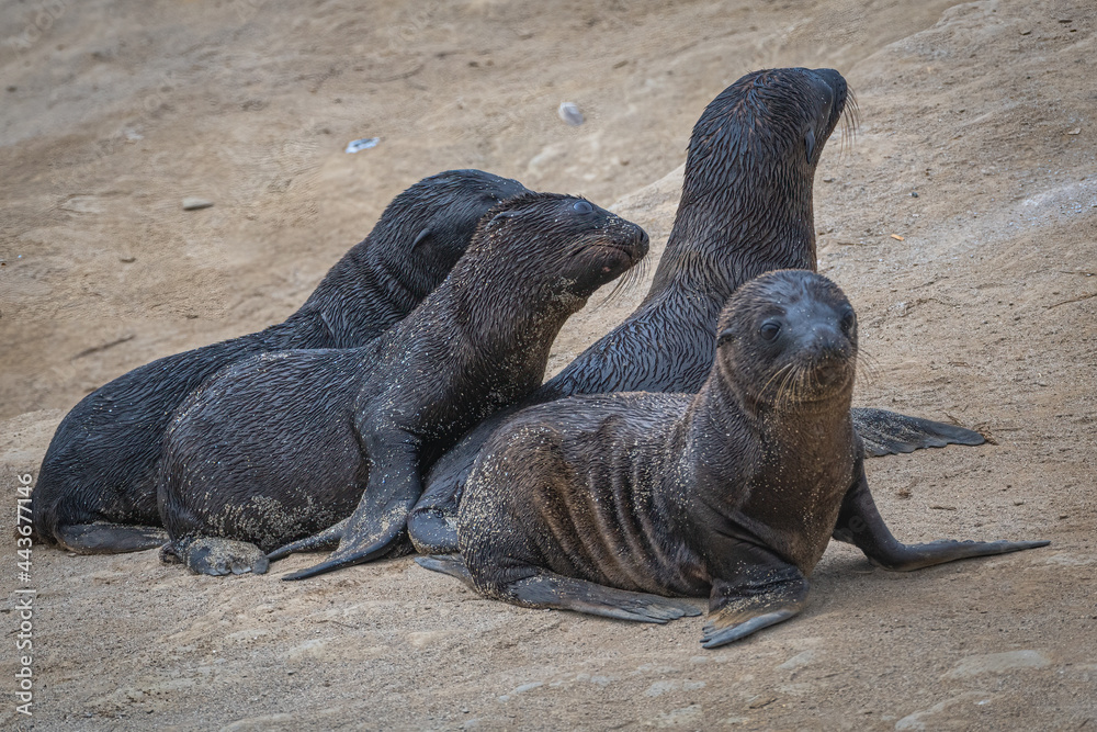 Fototapeta premium 2021-07-03 SEVERAL BABY SEA LIONS HUDDLING ON THE BEACH IN LA JOLLA
