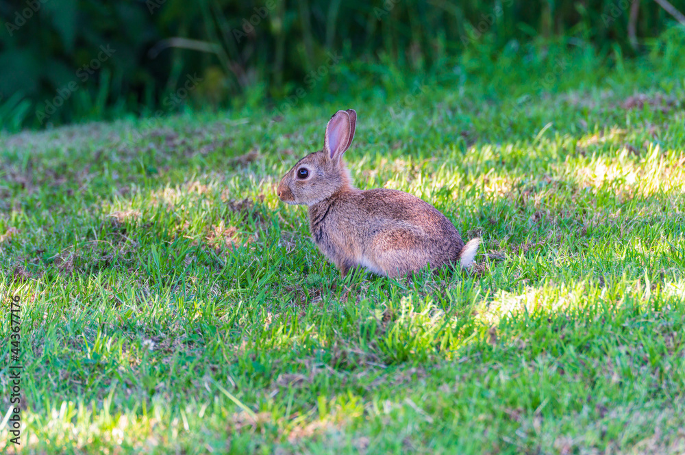 Junges Kaninchen (Leporidae) auf Wiese