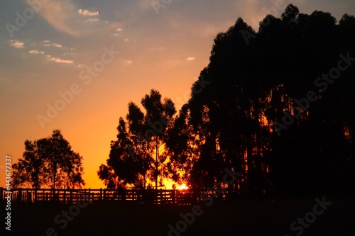 sunset in the forest