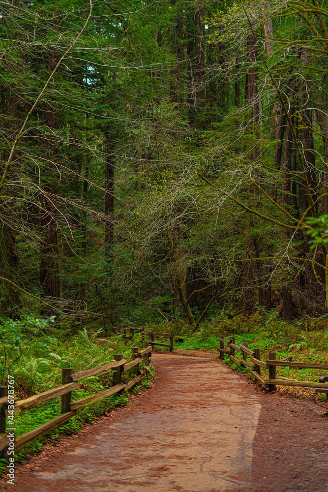 Obraz premium Into the woods at Muir Woods National Monument