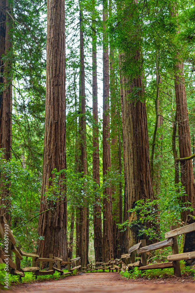 Into the woods at Muir Woods National Monument Into the woods at Muir Woods National Monument