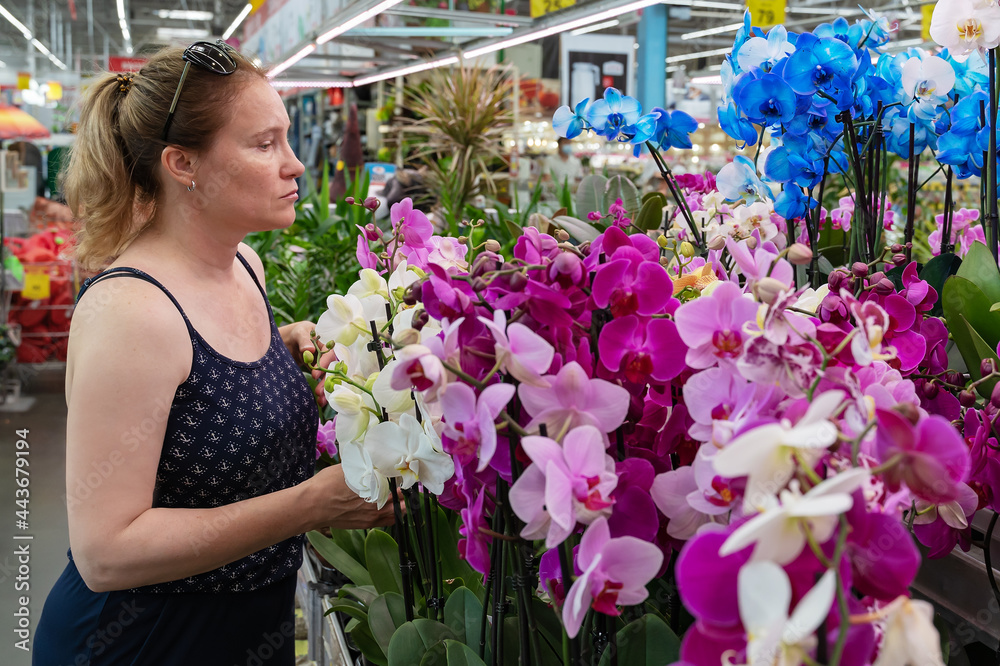 A middle-aged German woman chooses orchid flowers of different colors. The woman loves orchids and knows how to grow orchids. Orchid connoisseur