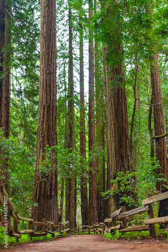 Into the woods at Muir Woods National Monument