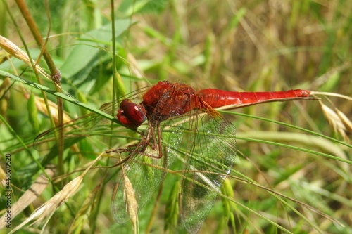 Red scarlet dragonfly on plant background in the meadow, closeup