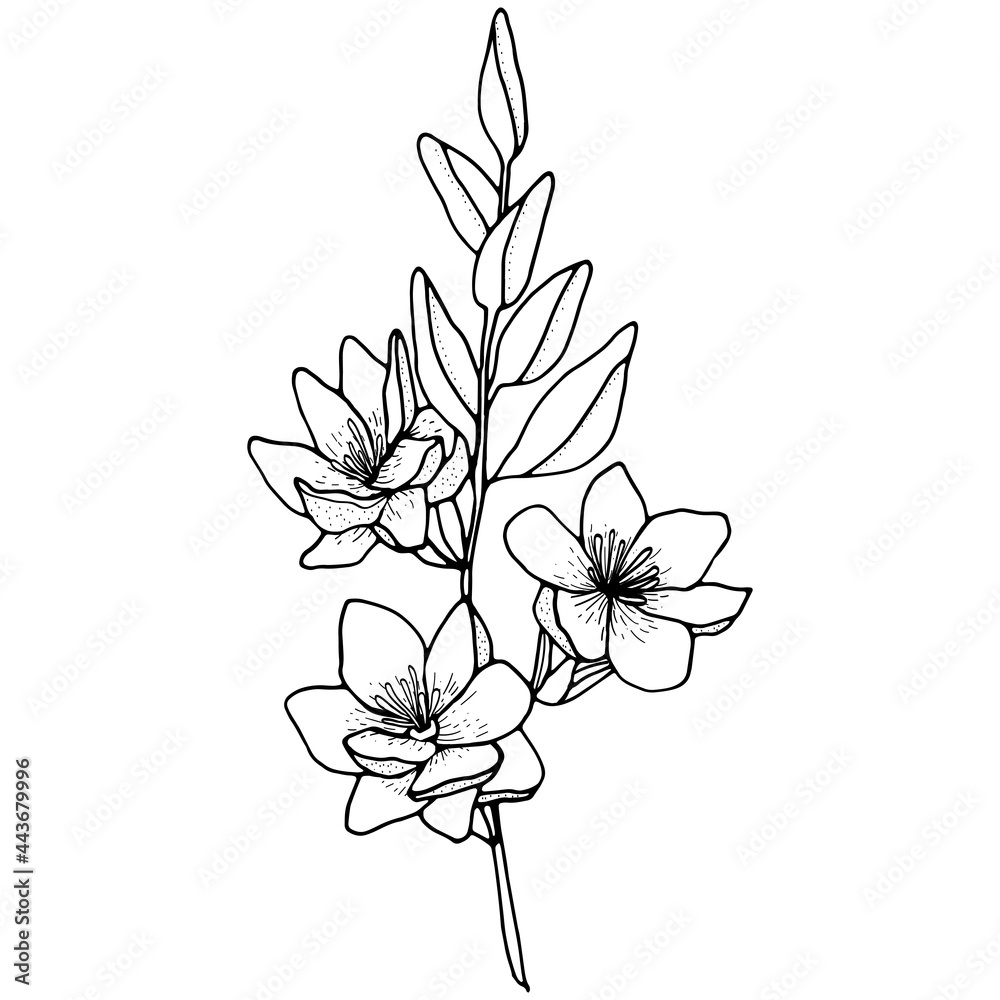 Vector image of a magnolia branch with flowers and leaves. A sketch. Hand-drawn. Design of posters, postcards, invitations, design of weddings, holidays, decor, prints, textiles, wallpapers, tattoos, 