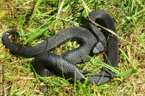 Black viper snake on grass background, closeup