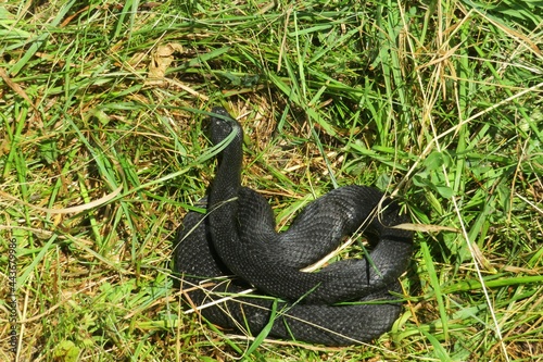 Photography Black viper snake on grass in the garden, closeup