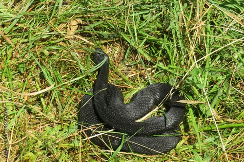Black viper snake on grass in the garden, closeup photo