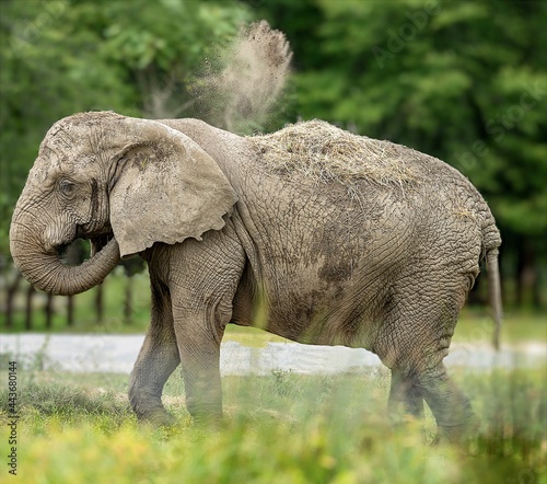 African elephant