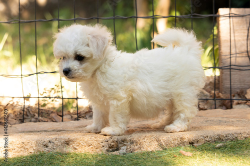 chiot bichon frisé photo