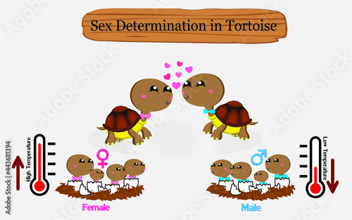 sex determination in tortoise. Sex in reptiles was determine by temperature.