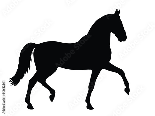 black silhouette of a prancing thoroughbred horse  isolated on a white background