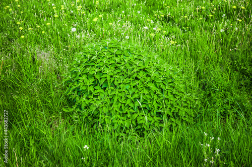 Frische junge Brennesseln in einer Wiese