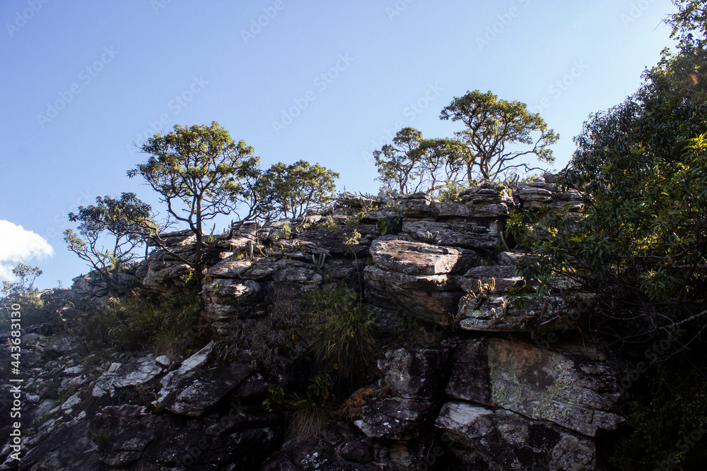 tree on the rocks - Serra do Cipó, MINAS GERAIS
