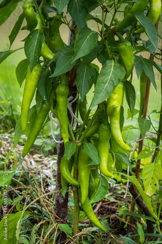 Chili pepper plant with green fruits.