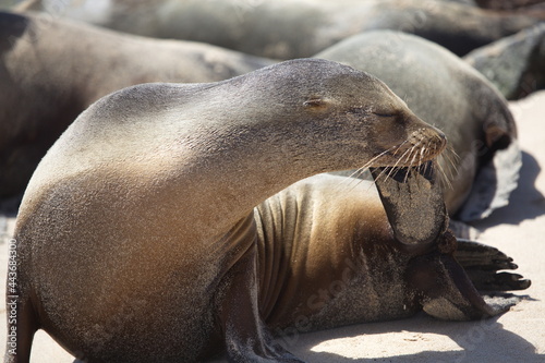 Closeup portrait of Galapagos Fur Seal  Arctocephalus galapagoensis  scratching tail flipper Galapagos Islands
