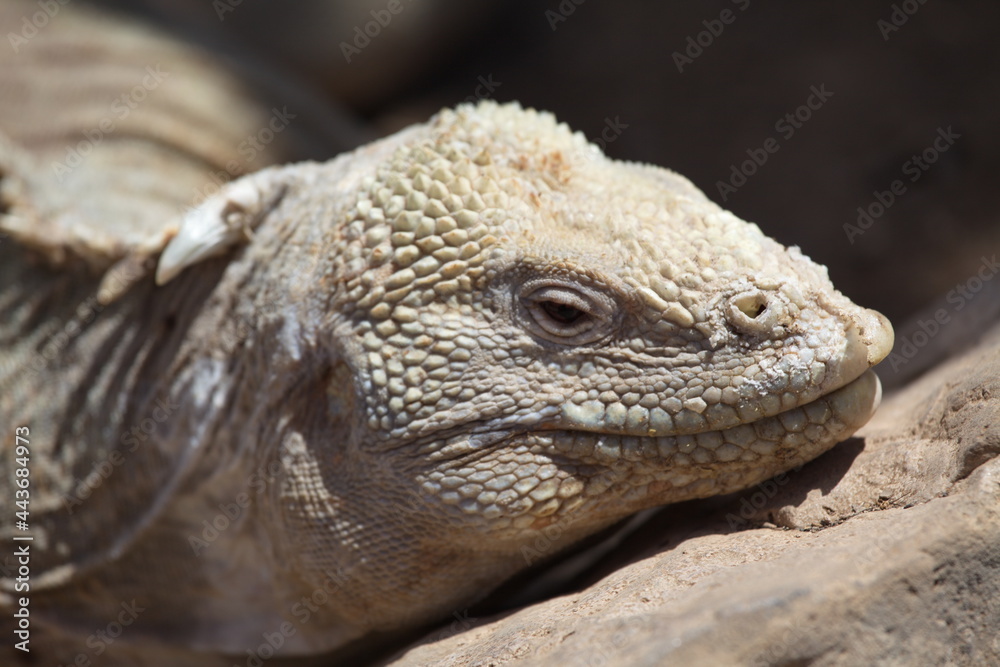 Closeup side on portrait of Galápagos Land Iguana (Conolophus subcristatus) head resting on rock Galapagos Islands. Closeup side on portrait of Galápagos Land Iguana (Conolophus subcristatus) head resting on rock Galapagos Islands.