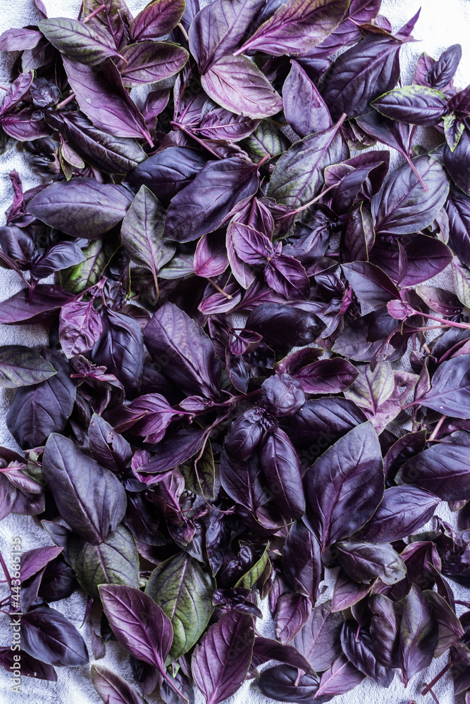 Cooking dried basil, spices at home. Healthy nutrition concept. 