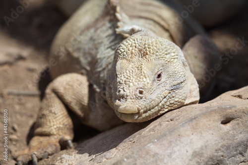 Closeup front on portrait of Galápagos Land Iguana (Conolophus subcristatus) head resting on rock Galapagos Islands. photo