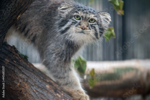 Photography Pallas's cat (Otocolobus manul)