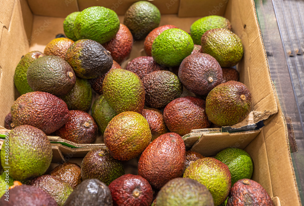 Close up view of avocado on shelf of supermarket. Sweden. Close up view of avocado on shelf of supermarket. Sweden.