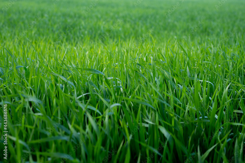 Young wheat plants growing on the soil, Amazingly beautiful endless fields of green wheat grass go far to the horizon. Young wheat plants growing on the soil, Amazingly beautiful endless fields of green wheat grass go far to the horizon.