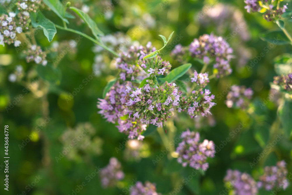 Oregano flowers top view. Blooming wild oregano in the meadow Oregano flowers top view. Blooming wild oregano in the meadow